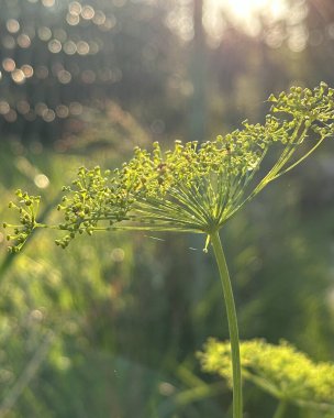 Olgun yaşlı dereotu güneş ışınlarında