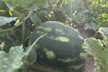 Sabah güneşinde çimlerde karpuz