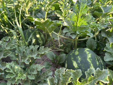 Olgunlaşma sürecinde bir bahçe yatağında karpuz yetiştiriyorlar.