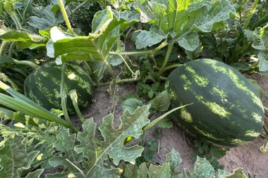 Olgunlaşma sürecinde bir bahçe yatağında karpuz yetiştiriyorlar.