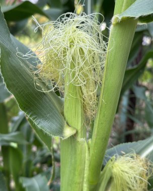 Genç mısırlar yetişiyor.