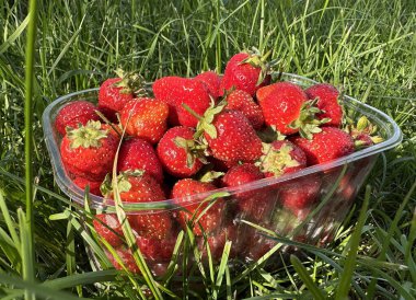 Yeşil yaz çimenlerinde taze toplanmış çilek tepsisi.