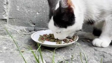 Siyah ve beyaz kedi kuru yiyecekler yer. Yüksek kalite 4k görüntü