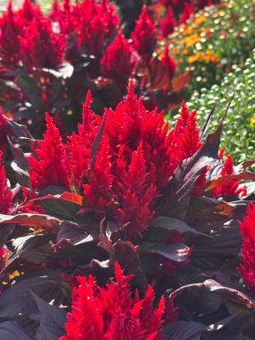 Celosia çiçek tarlaları için kırmızı çiçekleri iğneledi.