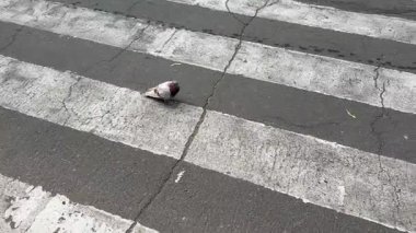 A pigeon crosses a pedestrian crossing on the road. High quality 4k footage