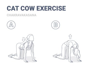 Kedi İneği Egzersizi, Kadın Çalışması Rutin Rehberi. Siyah ve Beyaz Chakravakasana Kız Konsepti Spor Giysilerinde Yoga Poz Genç Kadın Spor Spor Sporu Egzersizi.