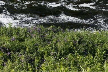 Nehir kenarındaki mor kır çiçeklerini kapatın.