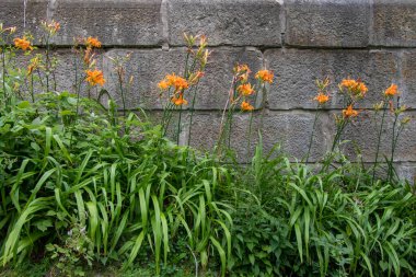 Taş duvarın yanında yetişen güzel turuncu kaplan zambakları.