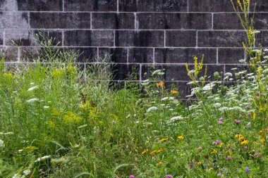 Taş bir duvarın önünde güzel, yabani çiçekler.