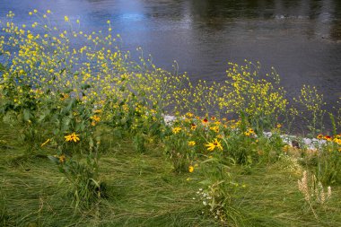 Nehir kenarında güzel sarı ve kahverengi çiçekler