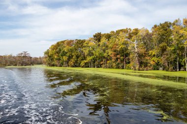 Duckweed in a river on the Intracoastal Waterway in North Carolina