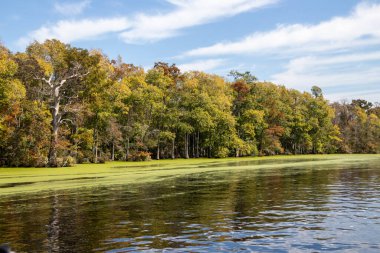Duckweed in a river on the Intracoastal Waterway in North Carolina