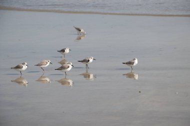 Seabirds on the beach on the coast of the Atlantic Ocean
