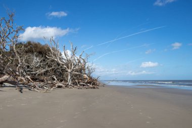 shore erosion and dead trees on the coast at Jekyll Island, Georgia