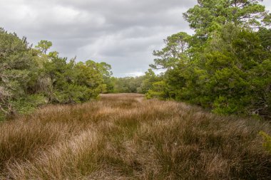 marsh grass and trees on a cloudy day at Jekyll Island in Georgia