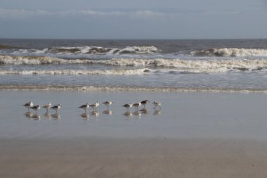 Seabirds on the beach on the coast of the Atlantic Ocean