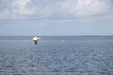 White pelican flying low over a river on the Intracoastal Waterway in Florida