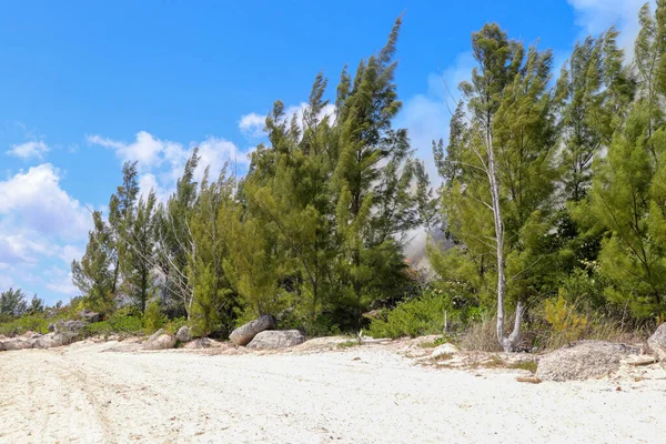 Chamas Fumaça Nas Árvores Baía Banana Ilha Grand Bahama — Fotografia de Stock