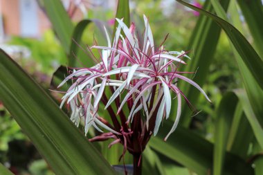 Tropikal bir bahçede güzel beyaz ve pembe bir çiçek