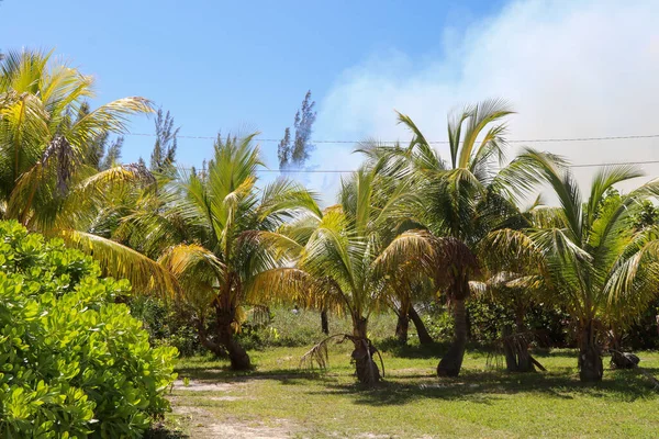 Дим Деревах Вогню Пензля Острові Ґранд Багама — стокове фото