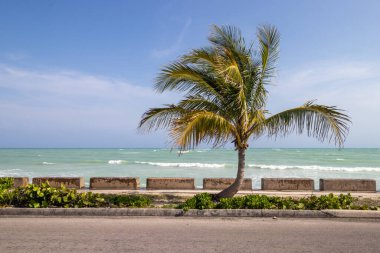 Grand Bahama Adası 'ndaki Williams Kasabası' nın yanındaki palmiye ağacı.