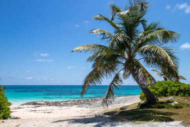 Güzel turkuaz mavi su ve Abaco, Bahamalar 'daki Elbow Cay sahilinde bir palmiye ağacı.