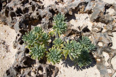 Mercanlarda yetişen bitkiler Abaco, Bahamalar 'da bir plajda
