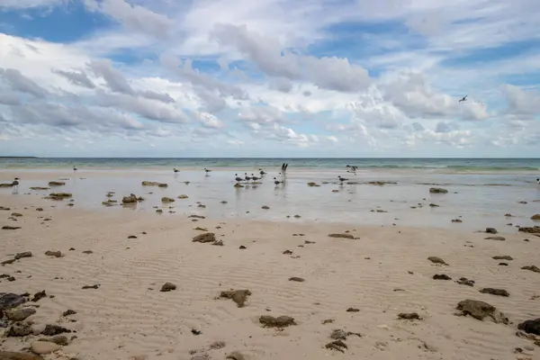 Птахи Пляжі Низькому Припливі Вільямс Таун Острові Гранд Багама — стокове фото