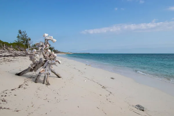 stock image Conch shells on a piece of driftwood on a tropical beach on Green Turtle Cay in the Abaco Islands, Bahamas