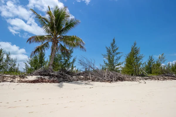 stock image Palm tree on a sandy beach at Gillam Bay in the Abaco Islands, Bahamas