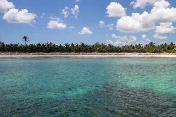 stock image Palm trees on the beach just before entering Little Harbour, Abaco, Bahamas