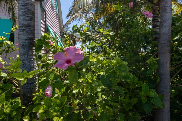 Tropické Růžové Květy Chalupě — Stock fotografie