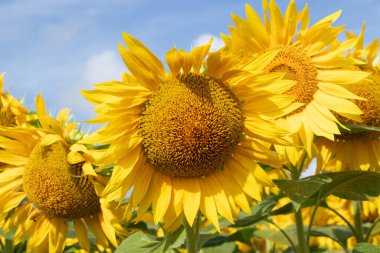 Parlak sarı bir ayçiçeğine yaklaş