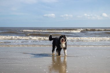 Portekiz Su Köpeği güneşli bir günde okyanusun kenarında duruyor