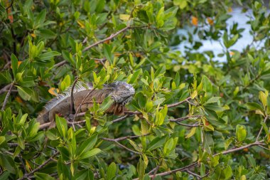 Yeşil iguana yapraklı yeşil bir ağacın dallarına tünemiş doğal yapraklara karışıyor..