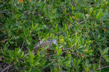 Yeşil iguanalar yerde, çalılıklarda ya da ağaçlarda yaşayabilir. Onlar mükemmel yüzücülerdir ve hem tuzlu hem de tatlı suya dayanıklıdırlar..