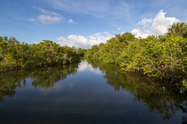 Mangrovlar ve bitkiler Florida 'daki Peanut Adası Parkı' nda sakin bir lagünün etrafını sarar..