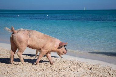 Bahamalar 'da kumlu bir sahilde domuzlar