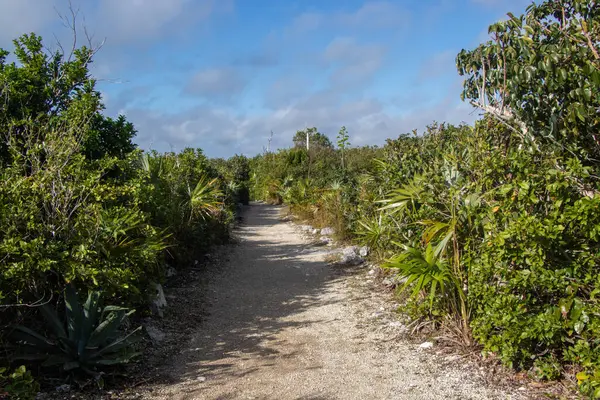 Tropikal bitkilerden oluşan bir ormanda yol al.