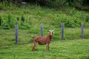 Kahverengi keçi bir çitin yanında duruyor.