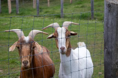 Çitin içinden bakan iki keçi.