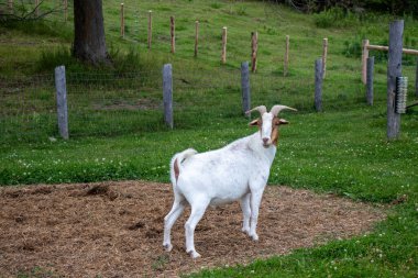 Çiftlikteki bir otlakta duran beyaz keçi