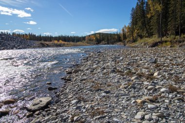 Güneşli bir Ekim gününde, Alberta, Bragg Creek 'teki Elbow Nehri boyunca sonbahar yaprakları.