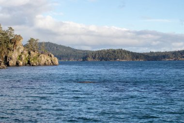 Vancouver Adası kıyısındaki kayalık kıyılar ağaçla kaplıydı.