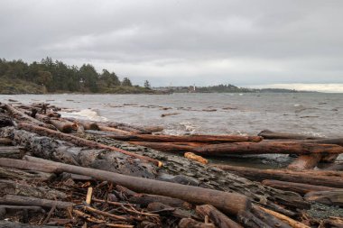 Sürüklenen odun kütükleri Vancouver Adası kıyılarına vurmuştu.