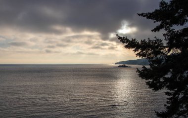 Bulutlu bir gökyüzüne karşı bir çam ağacının silueti ve Vancouver Adası kıyılarında sakin bir deniz.