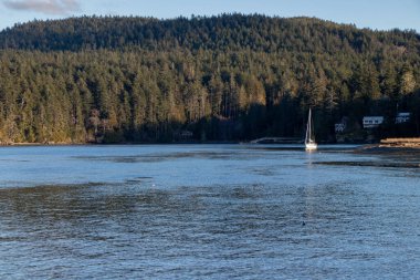 Bir yelkenli Sooke, British Columbia, Kanada 'daki Whiffin Spit körfezine giriyor.