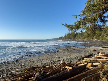 Pasifik 'in kuzeybatısındaki Vancouver Adası Botanik Sahili' nde güneşli bir gün.