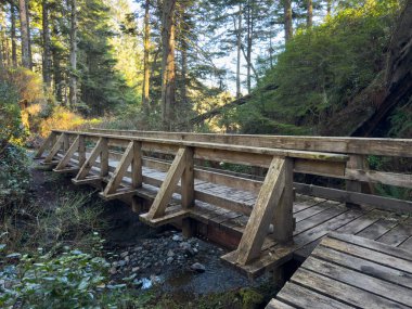 Botanik Döngü Yolu 'ndaki tahta köprü, Port Renfrew, British Columbia, Kanada