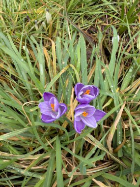 Bahar mevsiminde çiçek açan mor arccus çiçekleri